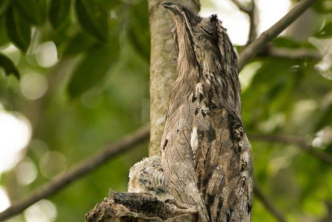 Yaxha VIP All-Inclusive Private Tour from Flores Guatemala - Getting from Flores to the park without turning it into a hassle